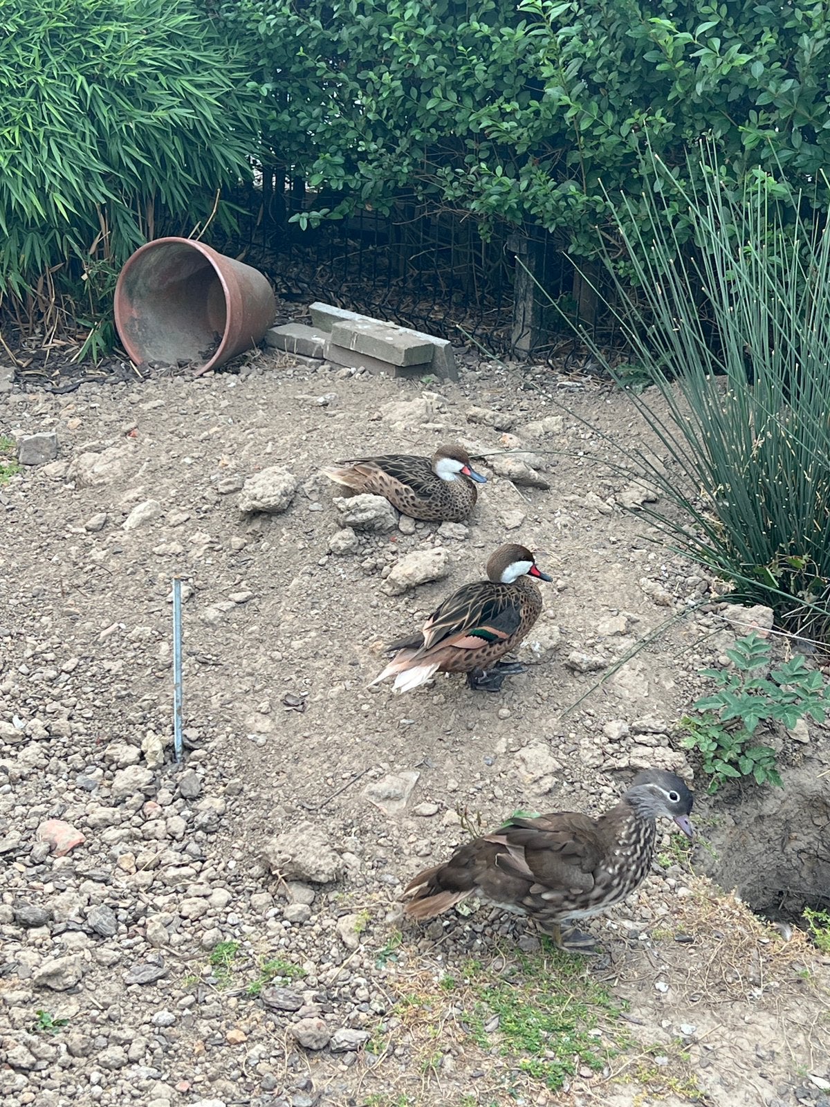 Siereenden te koop, Canard