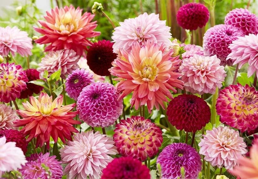 Dahlia knollen te veel ik kom ze halen gelijk welke kleur., Ophalen