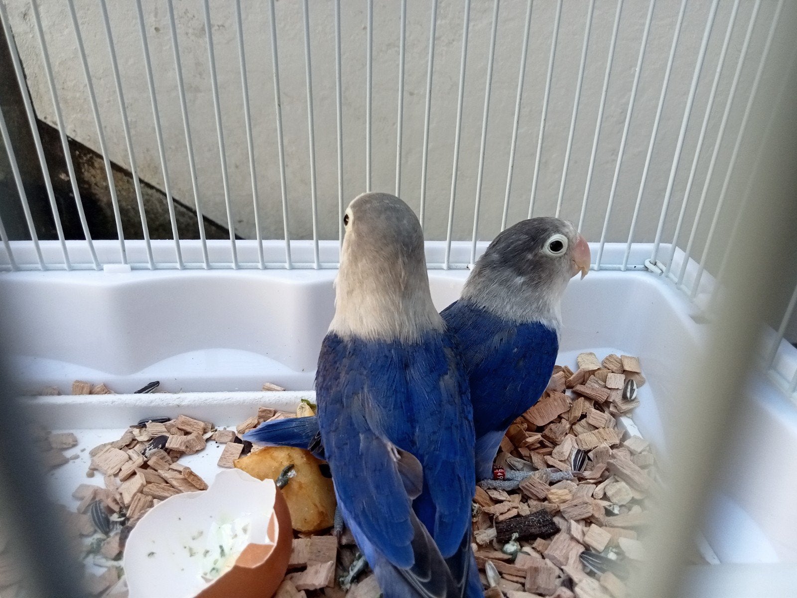 Couple inséparable à vendre, Animaux & Accessoires, Oiseaux | Perruches & Perroquets, Perroquet nain ou Inséparable, Plusieurs animaux