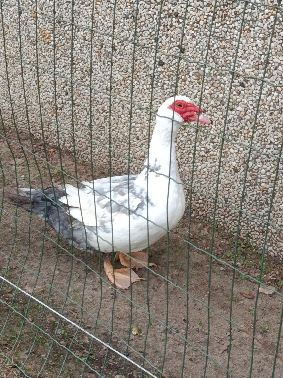 Barberie woerden en 1 verwant vrouwtje ( zus / dochter ), Dieren en Toebehoren, Mannelijk, Eend