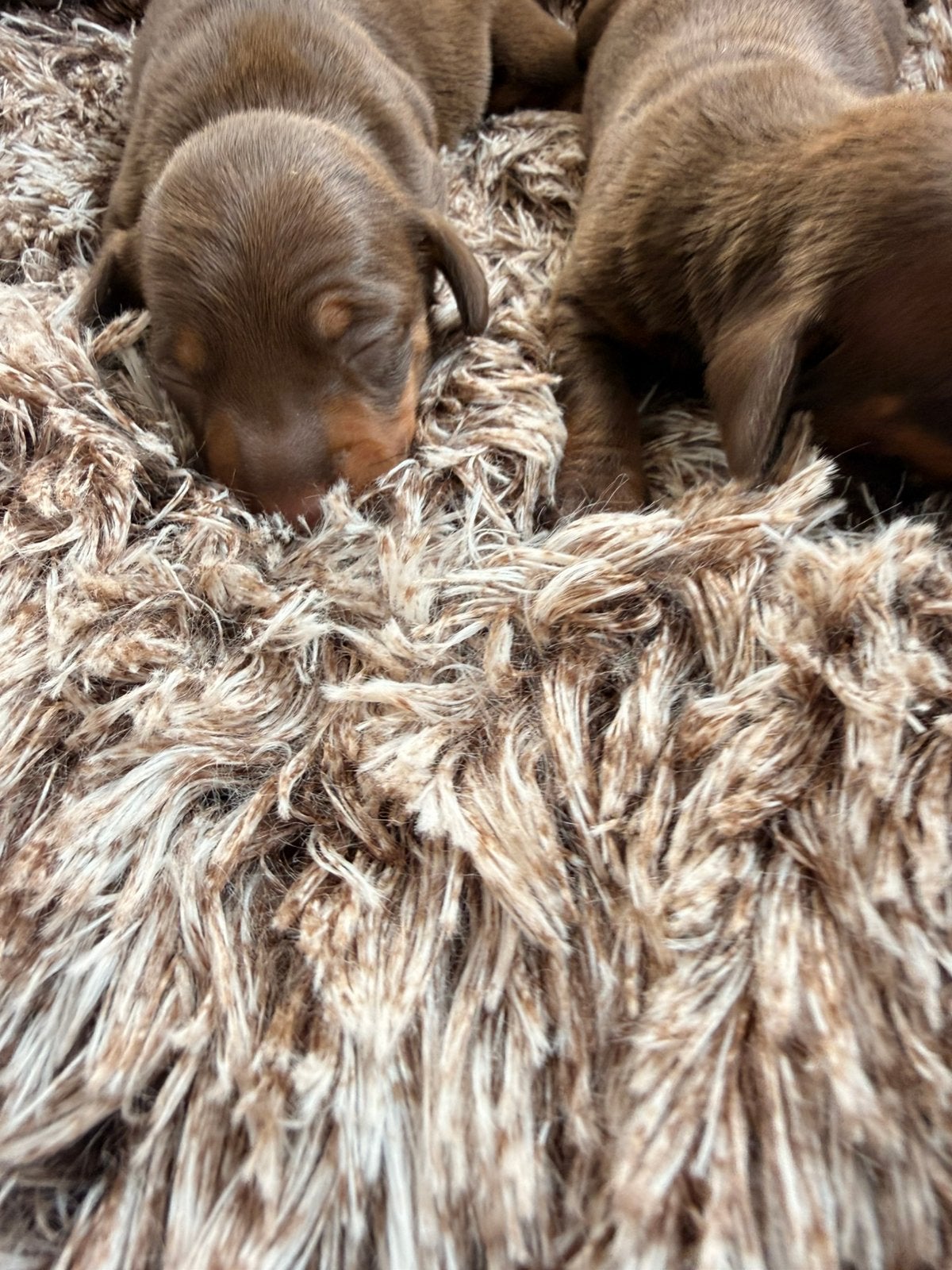 Dwergteckel pups, Poils courts, Chien (mâle), Maladie de Carré (chiens), Belgique