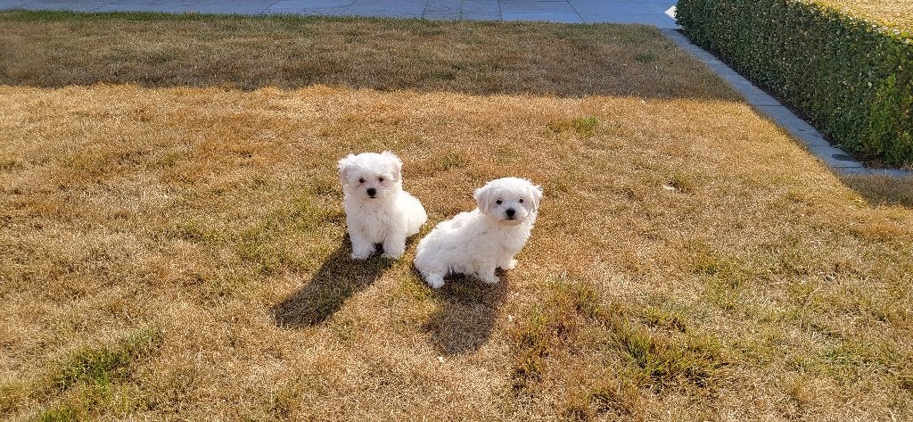 Maltezer pups, Dieren en Toebehoren, België, Maltezer, CDV (hondenziekte), 8 tot 15 weken