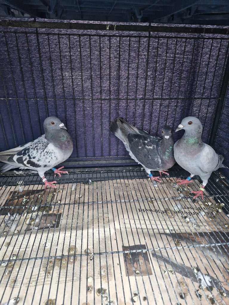 Postduiven, Dieren en Toebehoren, Vogels | Duiven