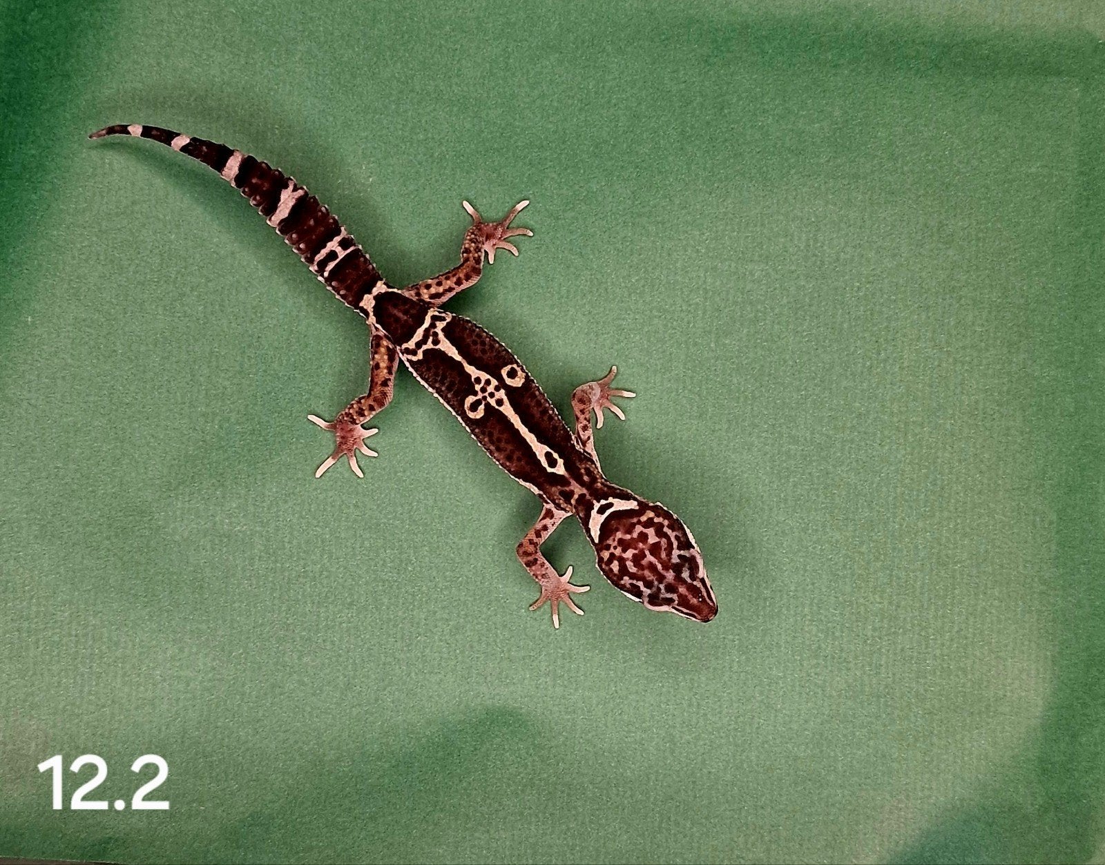 0.0.1 luipaard gecko, Dieren en Toebehoren, Reptielen en Amfibieën