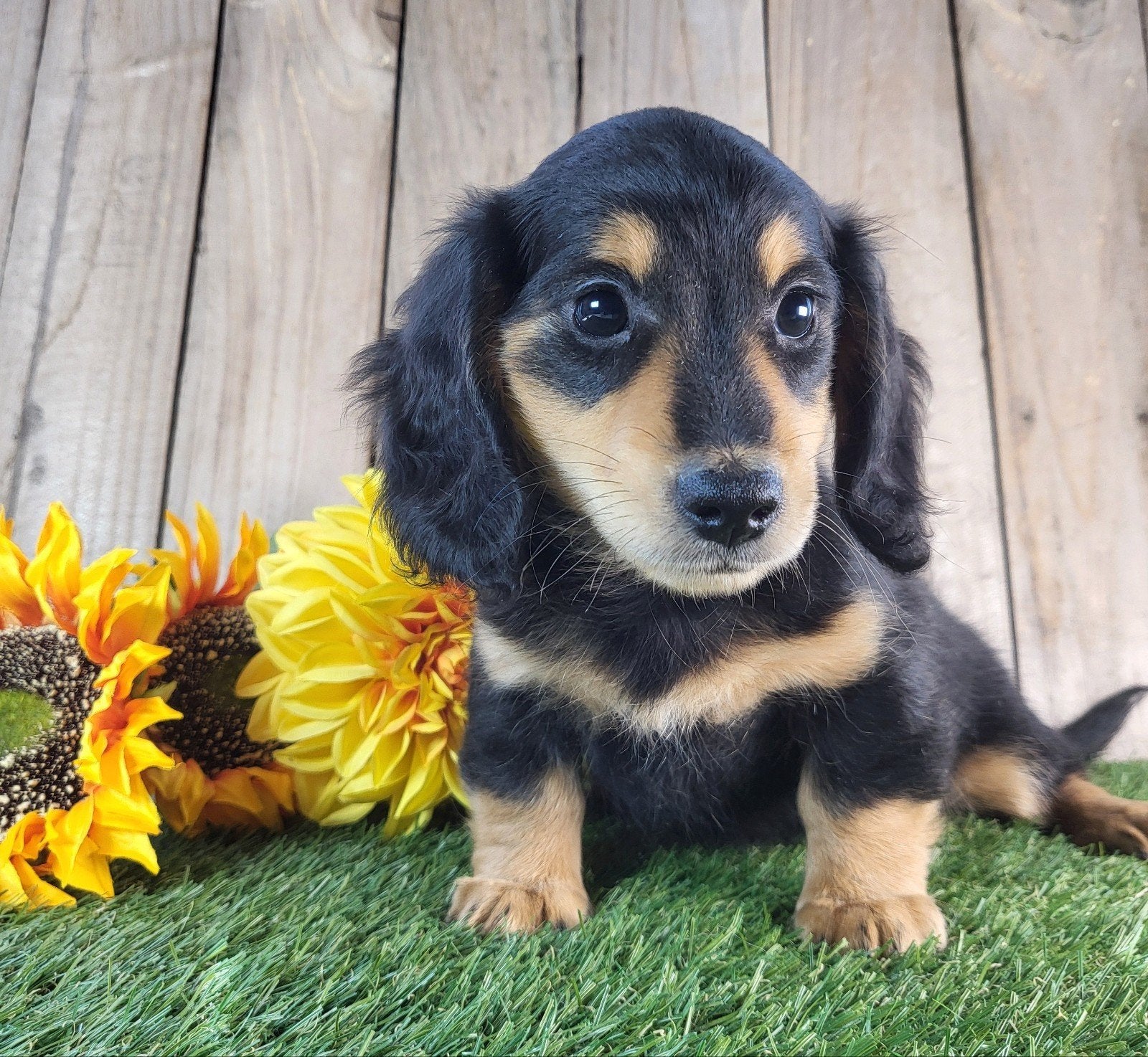 langharige caninchen teckel / Dachshund / teckel, Dieren en Toebehoren, Kaninchen, Parvo, België, Reu