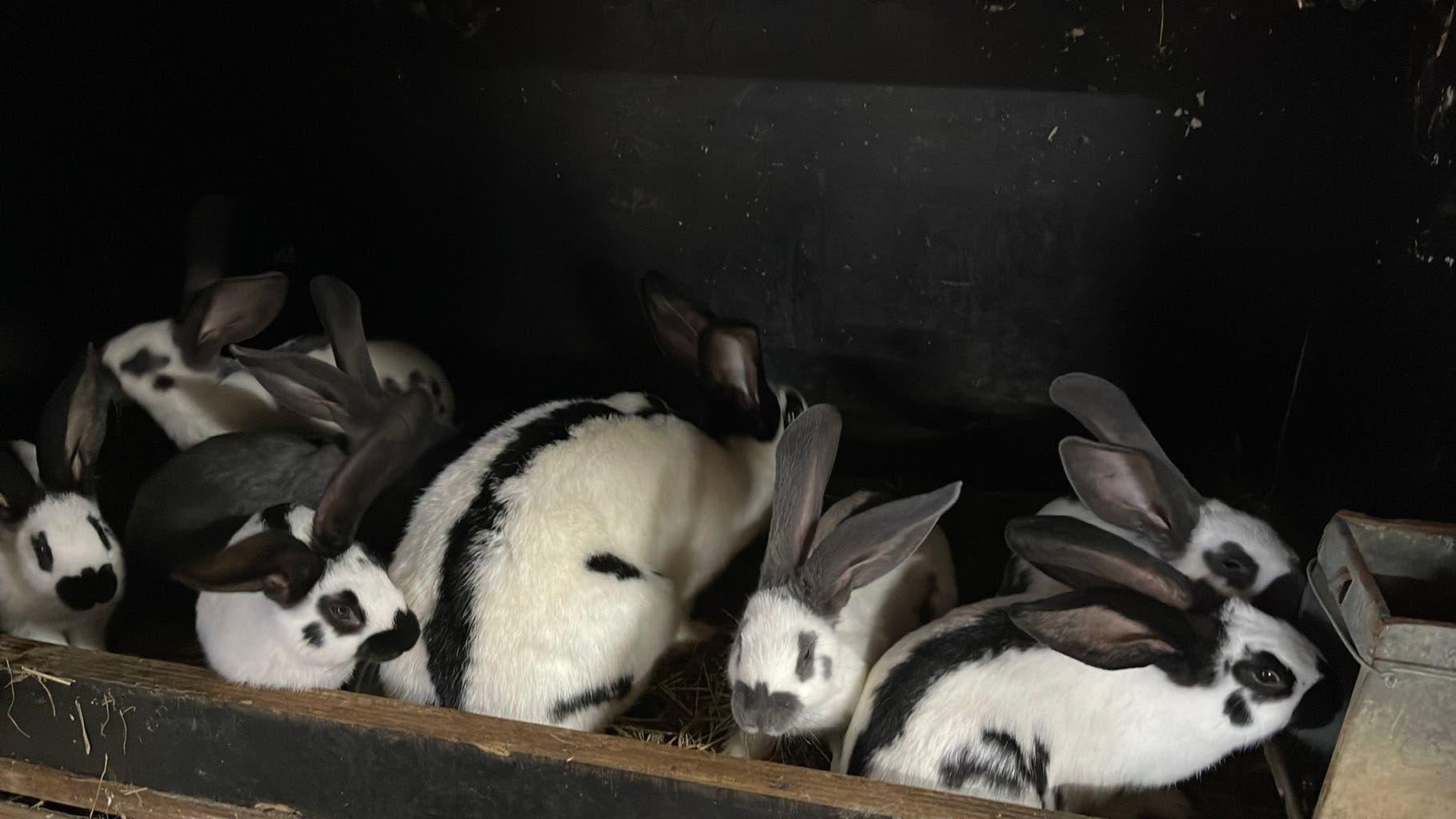 Groot lotharinger, Dieren en Toebehoren, Konijnen, Groot