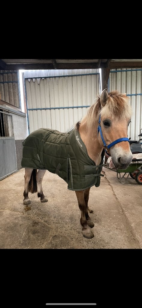 Halve stal Fjord, Ruin, Recreatiepony, Met stamboom, 7 tot 10 jaar