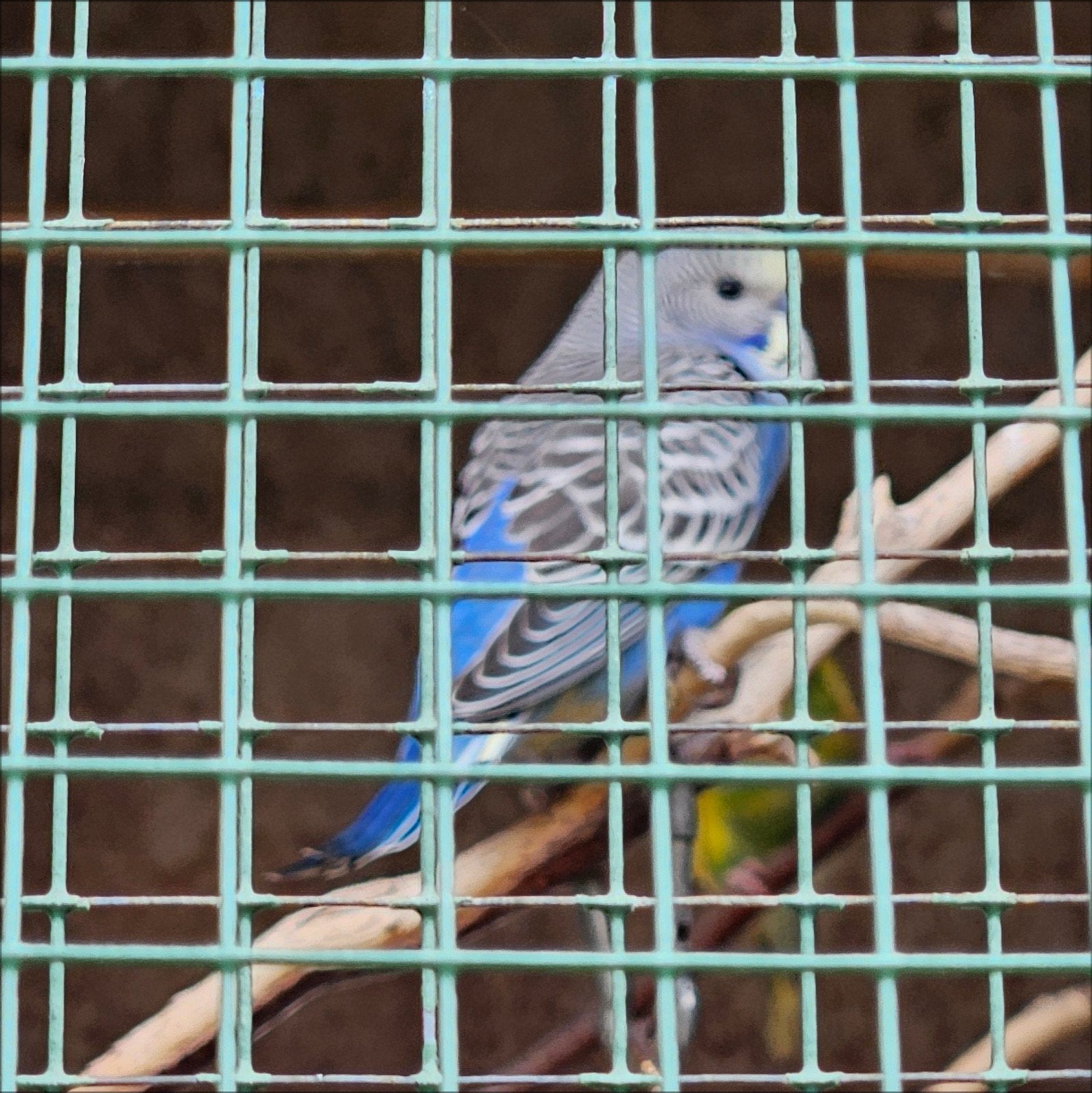 jonge grasparkieten, Dieren en Toebehoren, Vogels | Parkieten en Papegaaien