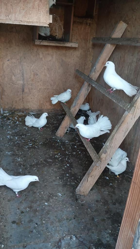 Pauwstaartjes, Dieren en Toebehoren, Pluimvee