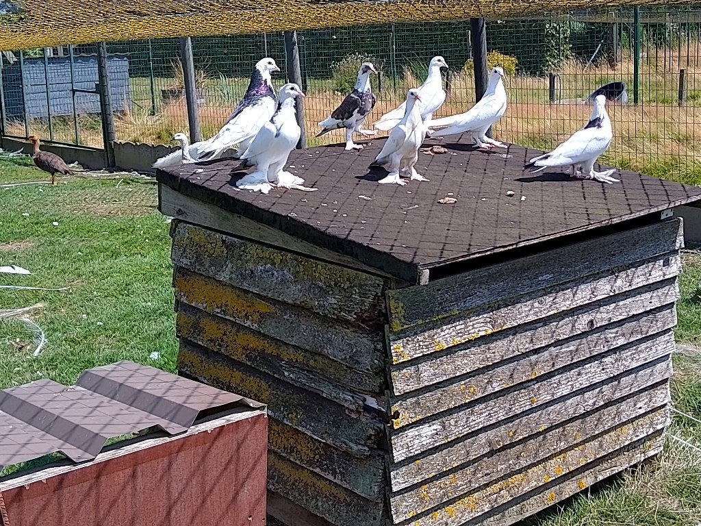 duiven sierduiven, Plusieurs animaux