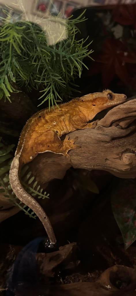 Wimpergekko’s met terrarium, Avec terrarium