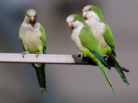 RECHERCHÉ : Jeunes souris et perruches, Domestique