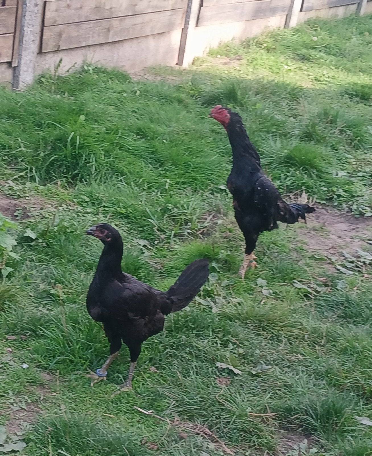 shamo haan 50€ koppel 80€, Dieren en Toebehoren