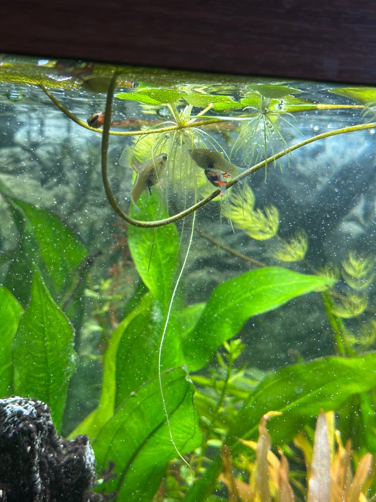 Endler guppys, Vis, Zoetwatervis, Schoolvis