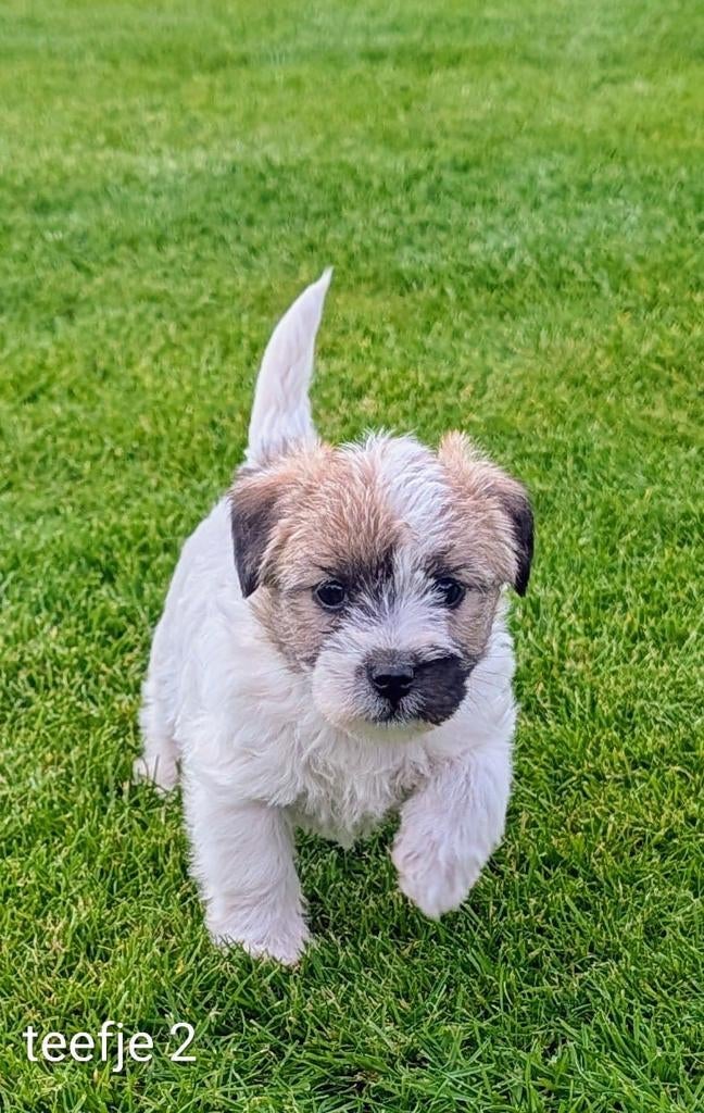Jack Russell Terrier, Parvo, België, Fokker | Hobbymatig, Jack Russell Terriër