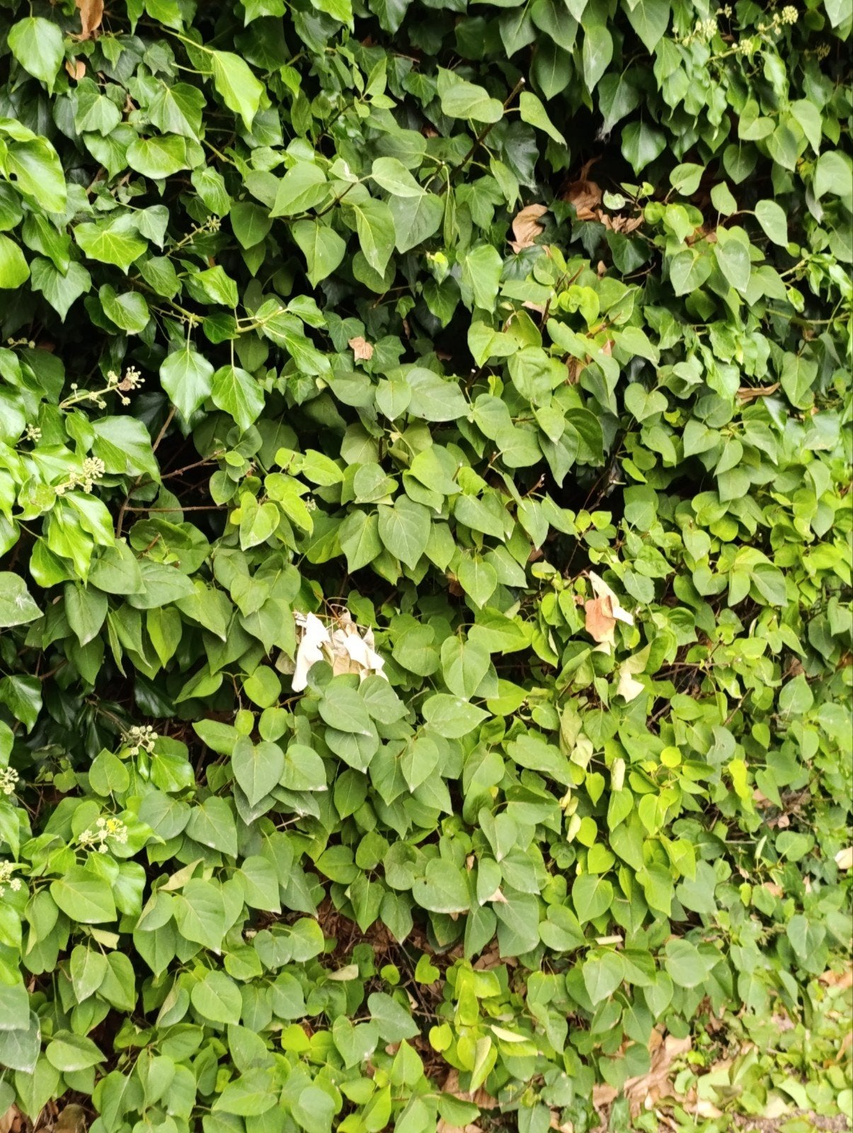 BOMEN moeten weg!, Tuin en Terras, Planten | Bomen, Ophalen