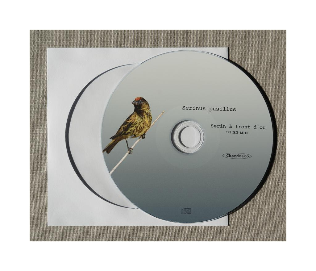 Serin à Front d'or, Plusieurs animaux, Oiseau tropical, Domestique