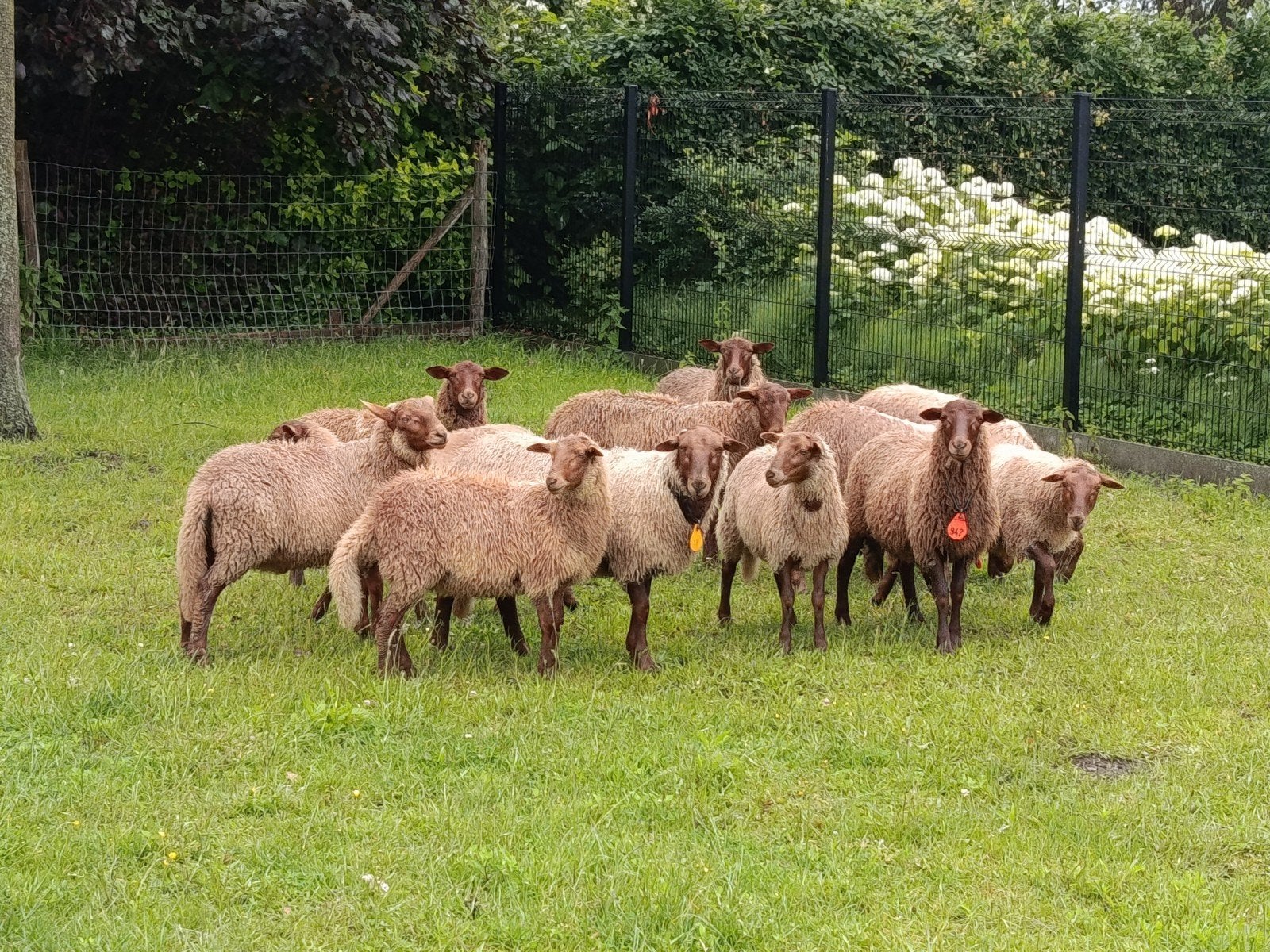 jonge rammen