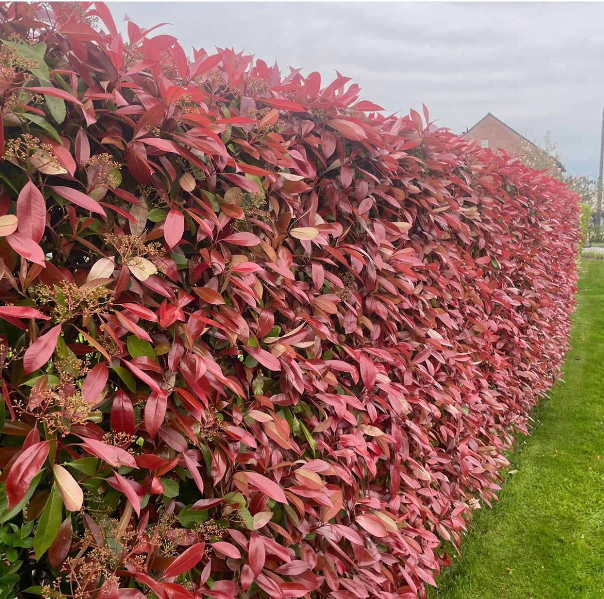 ‼️Photinia red robin aan PROMOprijzen bij PROMOplant‼️, Ophalen, Taxus
