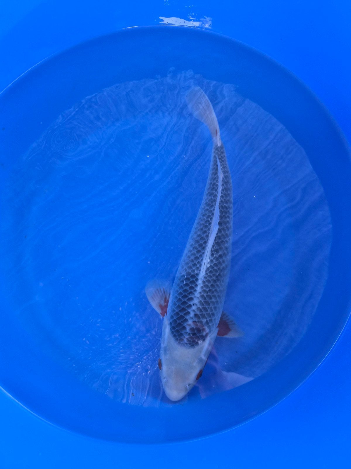 Tanake Asagi, Dieren en Toebehoren, Karper of Koi