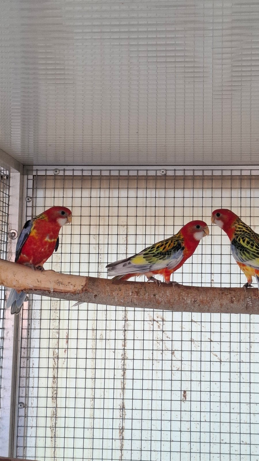 Rosella parkieten, Meerdere dieren, Parkiet, Geringd