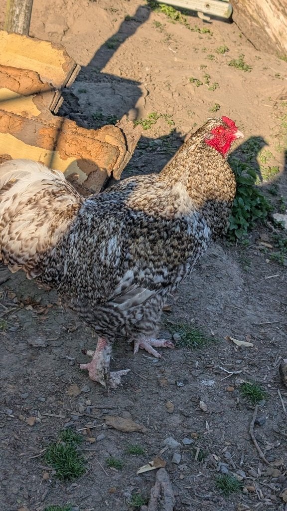 Poulet coucou de malines tête de dindon, Animaux & Accessoires, Animaux Autre, Avril