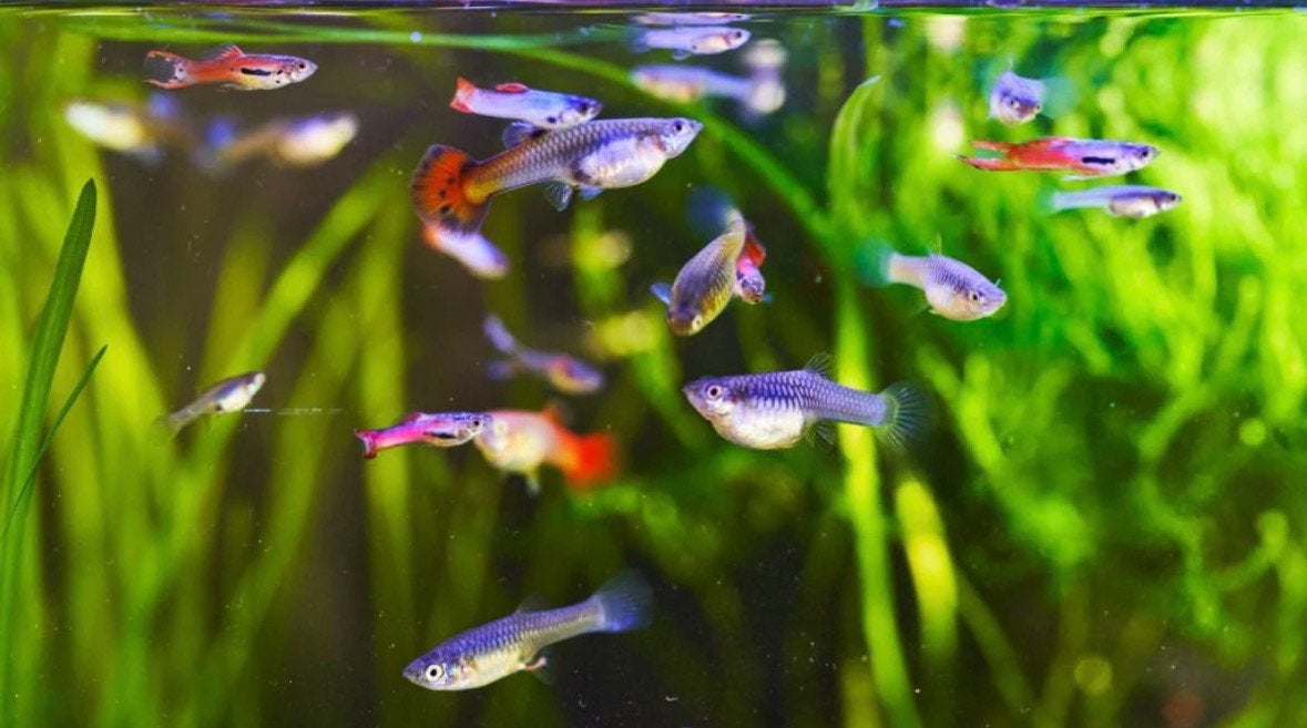 Guppies gezocht (gratis of lage prijs), Dieren en Toebehoren, Vissen | Aquariumvissen, Vis, Zoetwatervis