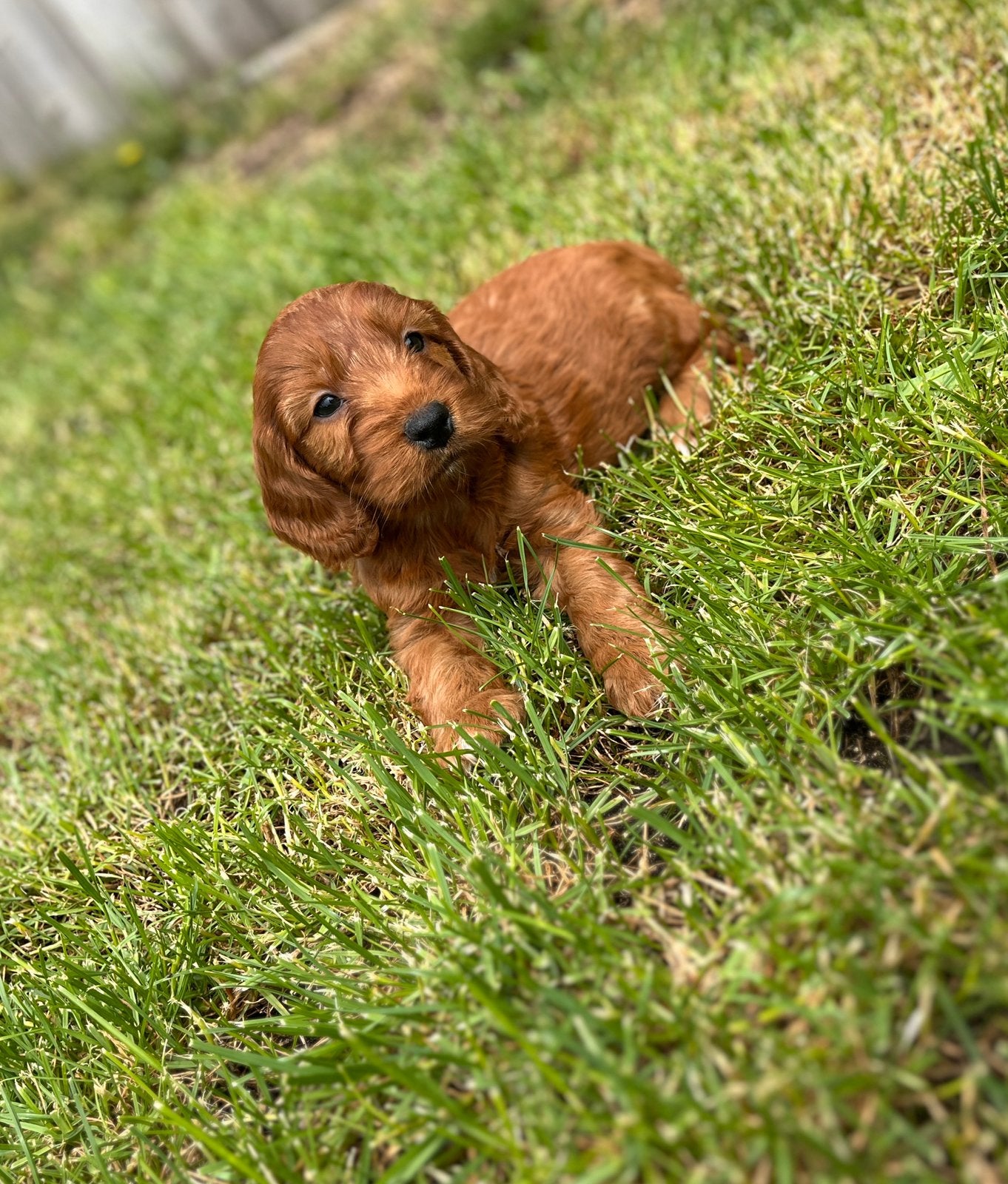 Beaux chiots cockapoo, Caniche, Plusieurs, Hépatite contagieuse (maladie de Rubarth), Belgique