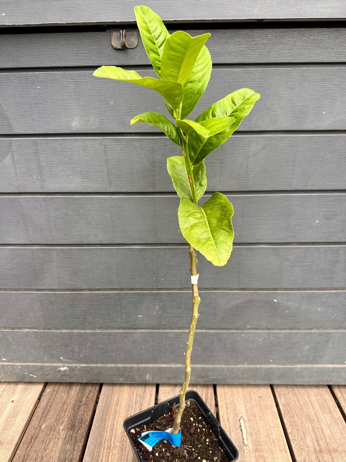 Hand van Boeddha - Citrus medica sarcodactylis, Ophalen, Minder dan 100 cm, Lente, Volle zon
