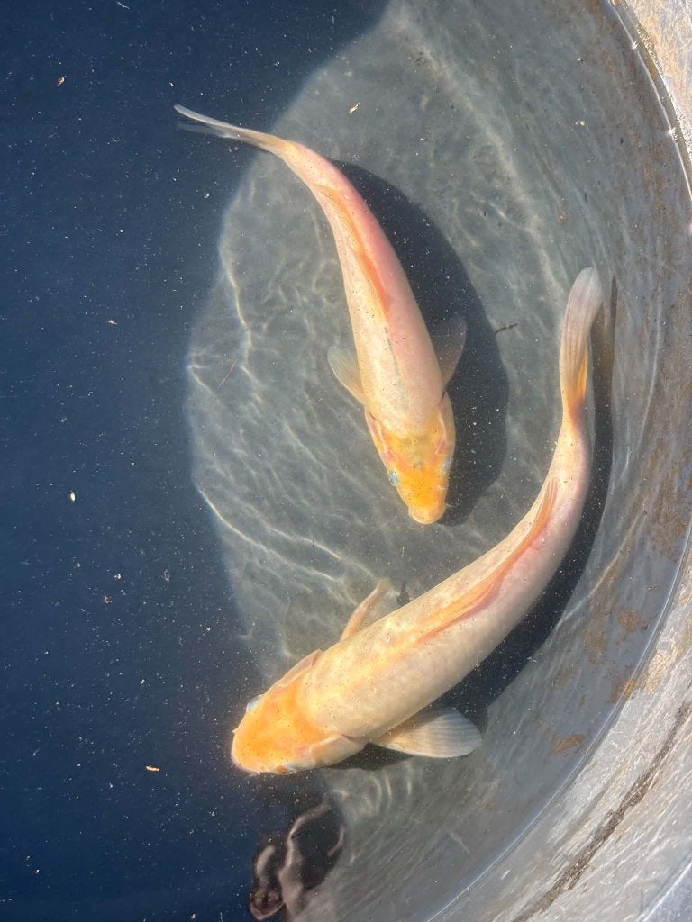2 Koi – Shiro Muji, Dieren en Toebehoren
