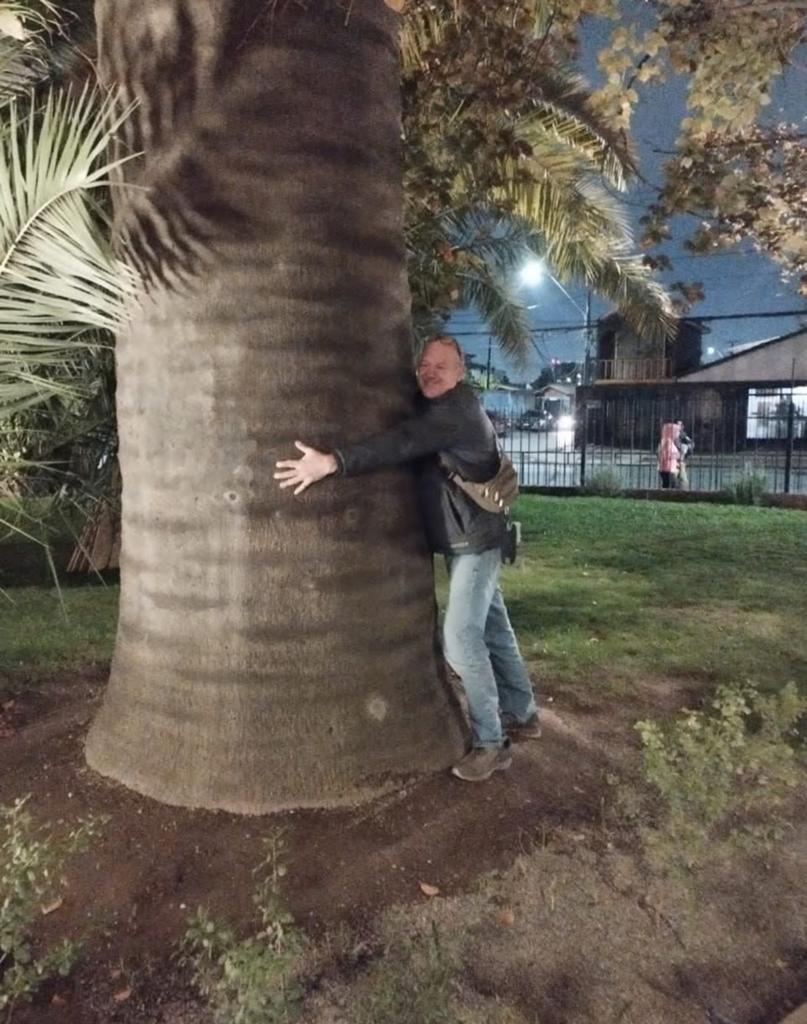 Prachtige Palmboom Jubaea Chilensis XL Te Koop Intermassa BV, Tuin en Terras, Ophalen, Winter, Palmboom