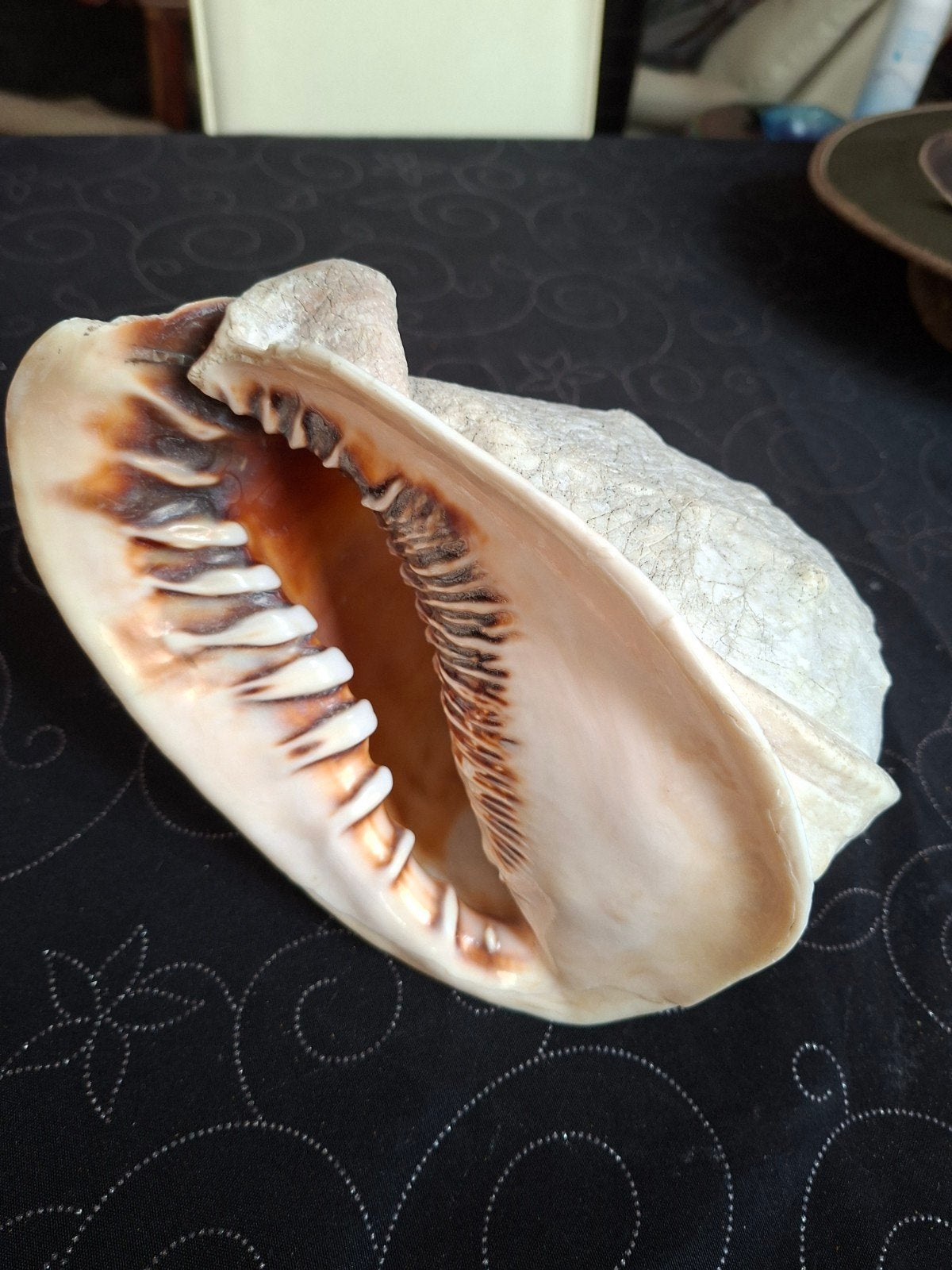 Coquillage: Casque cornu, Collections, Enlèvement ou Envoi