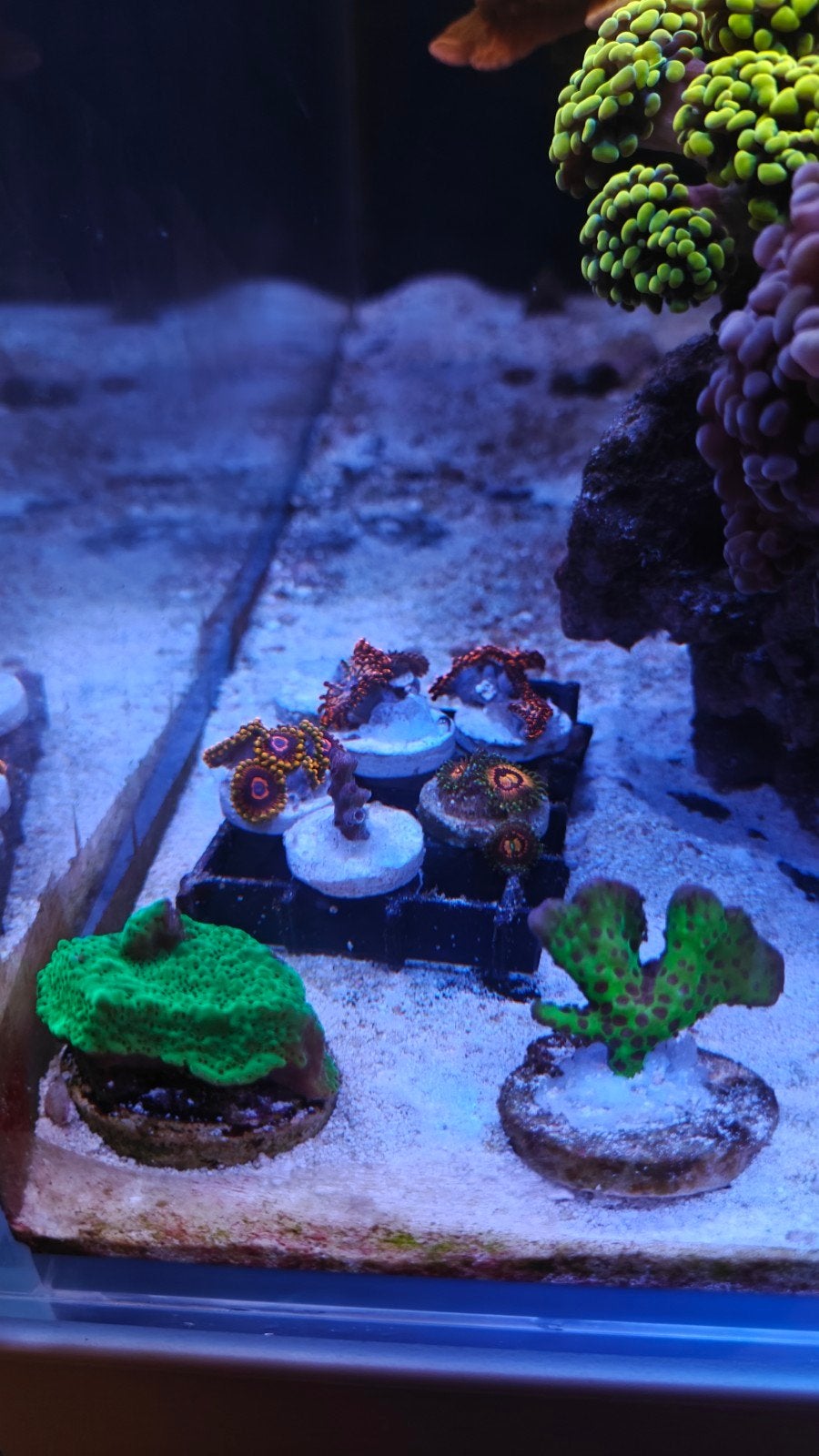 verschillende stekken, Dieren en Toebehoren, Vissen | Aquariumvissen