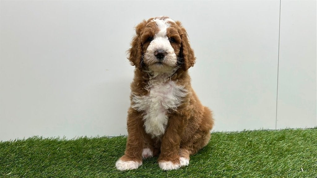 Portée de chiots Caniche Royal, Animaux & Accessoires, Caniche, Maladie de Carré (chiens), Plusieurs, Belgique