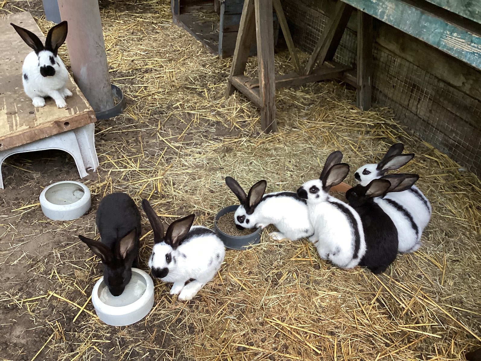 Reuzevlinders, Dieren en Toebehoren, Konijnen, Meerdere dieren, Groot, 0 tot 2 jaar