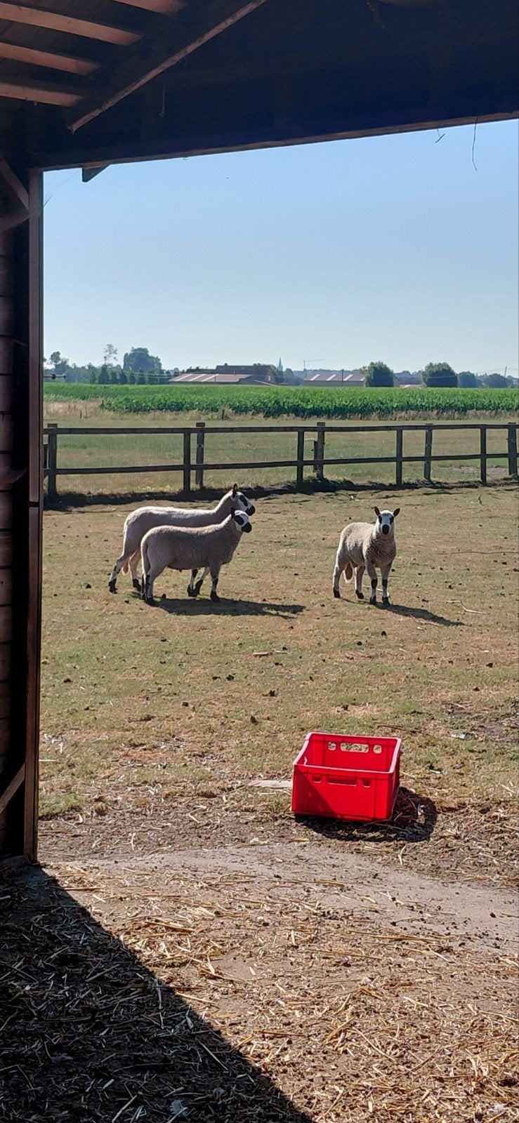 Kerry Hill, Dieren en Toebehoren
