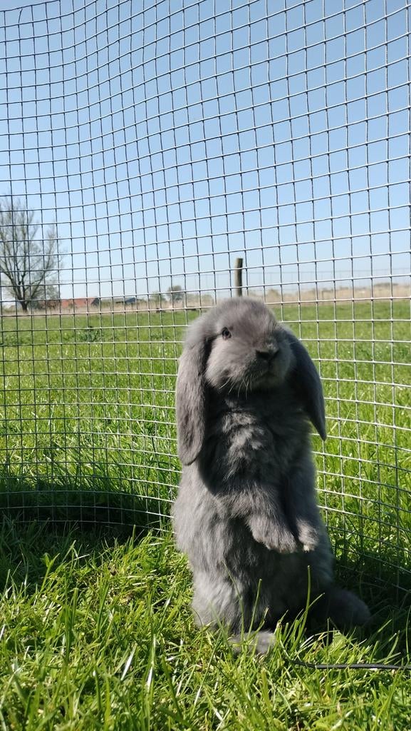 1 Frans hangoor konijntje, Dieren en Toebehoren, Konijnen, Mannelijk, Hangoor