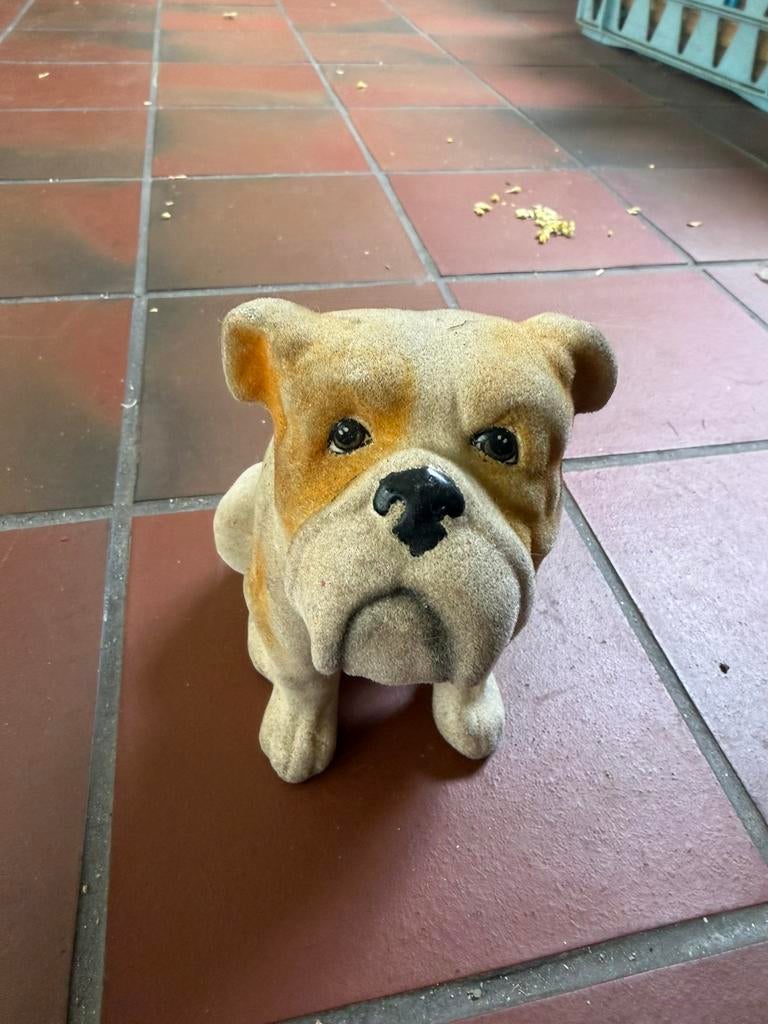 Engels bulldog, Ophalen, Zo goed als nieuw