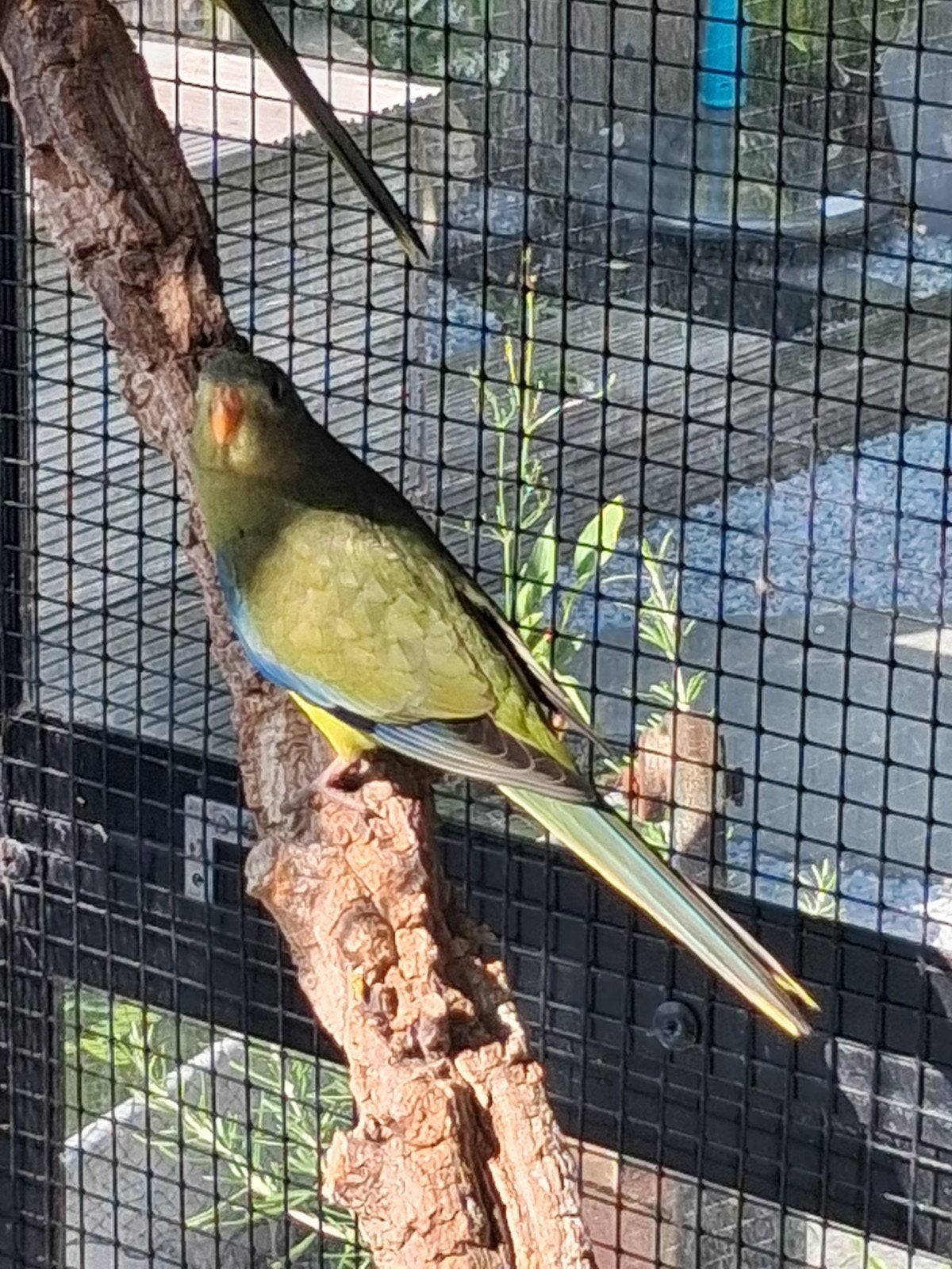 Elegant parkiet (Neophema elegans

), Parkiet