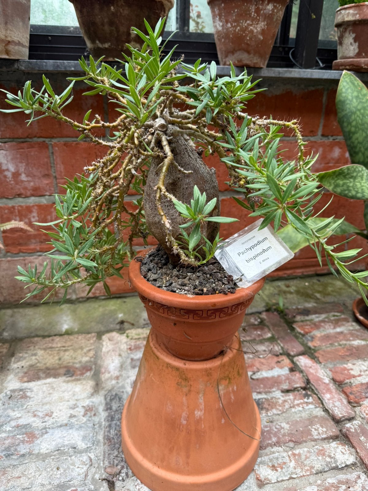 Te koop:  Pachypodium bispinosum, Ophalen