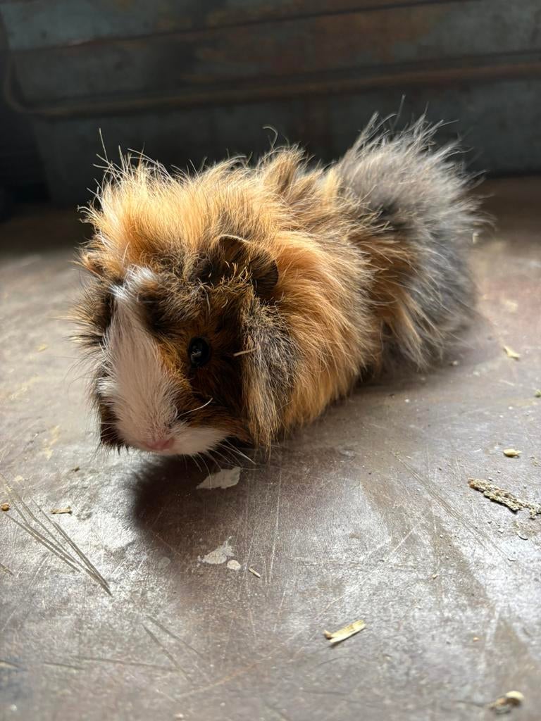 Cavia zeugje, Dieren en Toebehoren, Knaagdieren, Maart, Vrouwelijk, Cavia