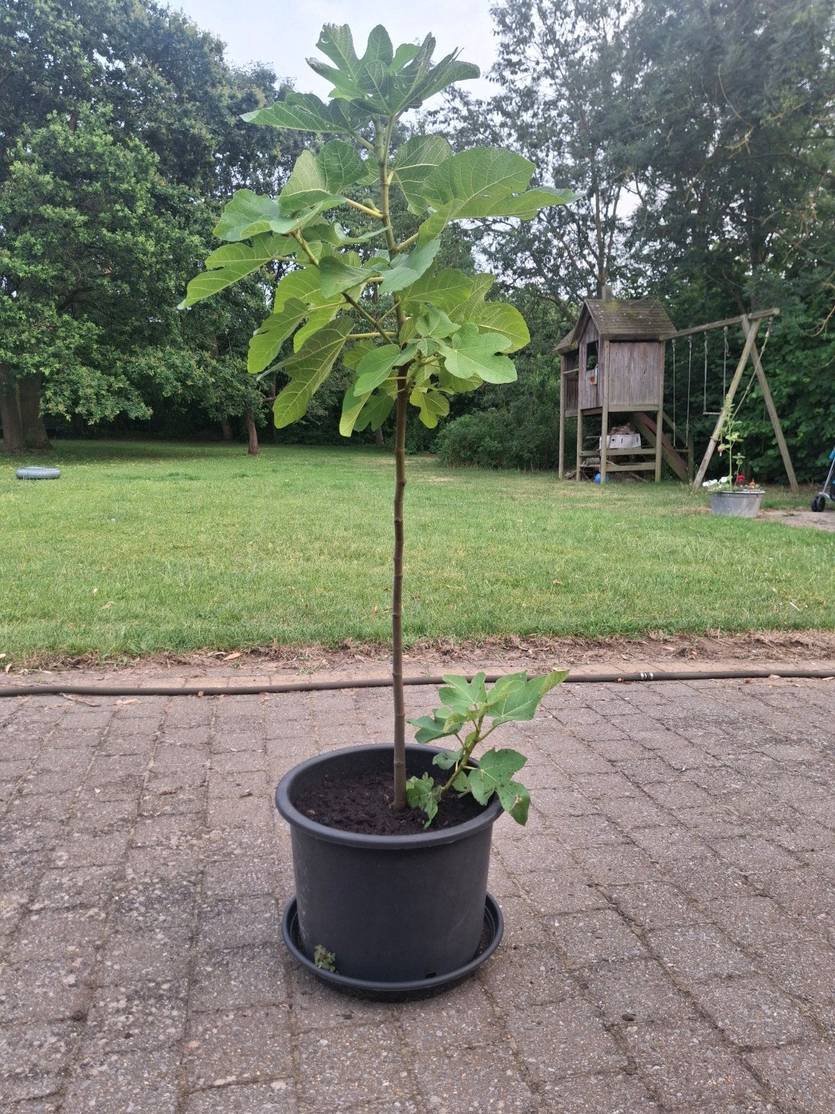 Jonge vijgenboom, Jardin & Terrasse, Plantes | Arbres fruitiers, Figuier, 100 à 250 cm, Plein soleil, Été, En pot, Enlèvement