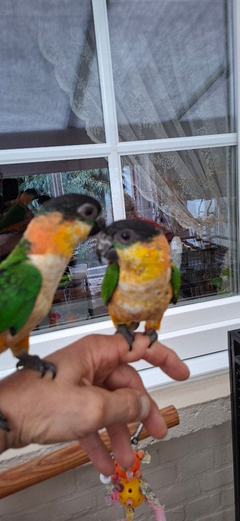 Zwartkop Caique  Handtam, Animaux & Accessoires, Mâle, Perroquet nain ou Inséparable, Domestique