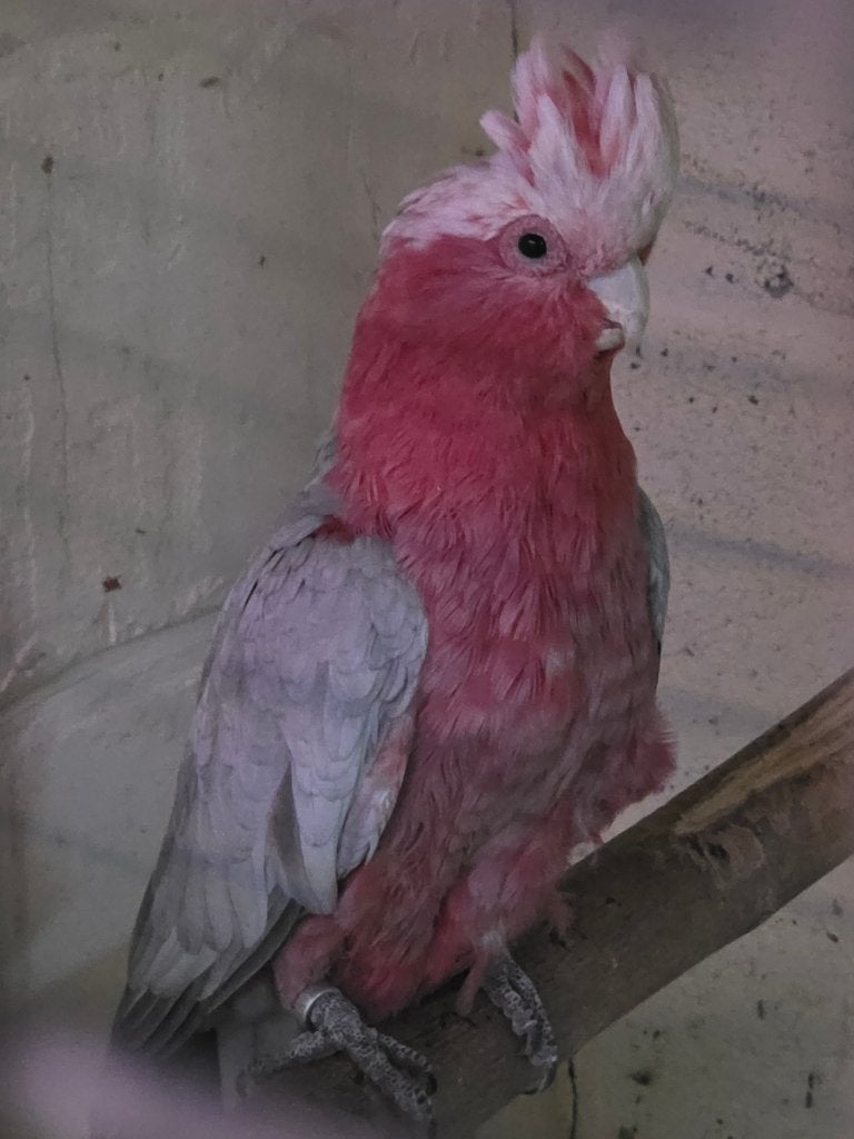 Rose kakatoe kweekman, Dieren en Toebehoren