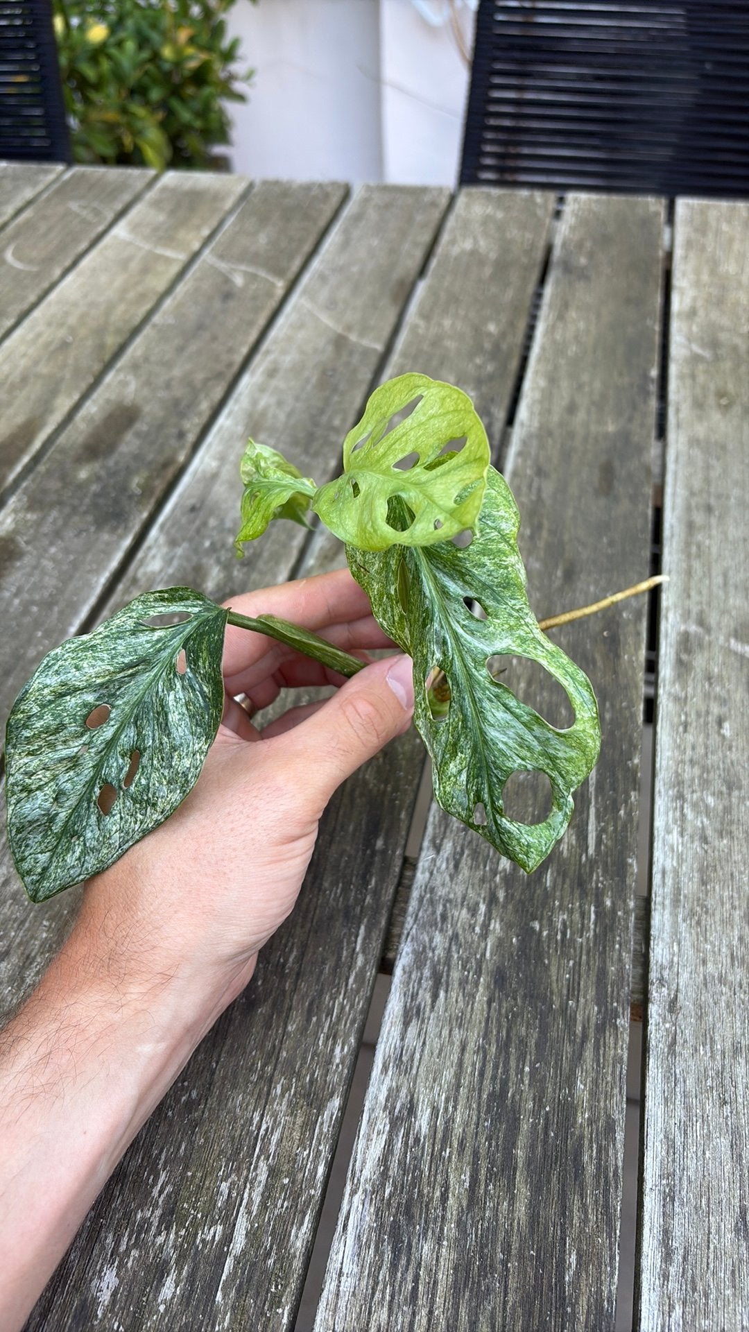 Monstera Adansonii Mint Variegata (kopstek), Enlèvement ou Envoi