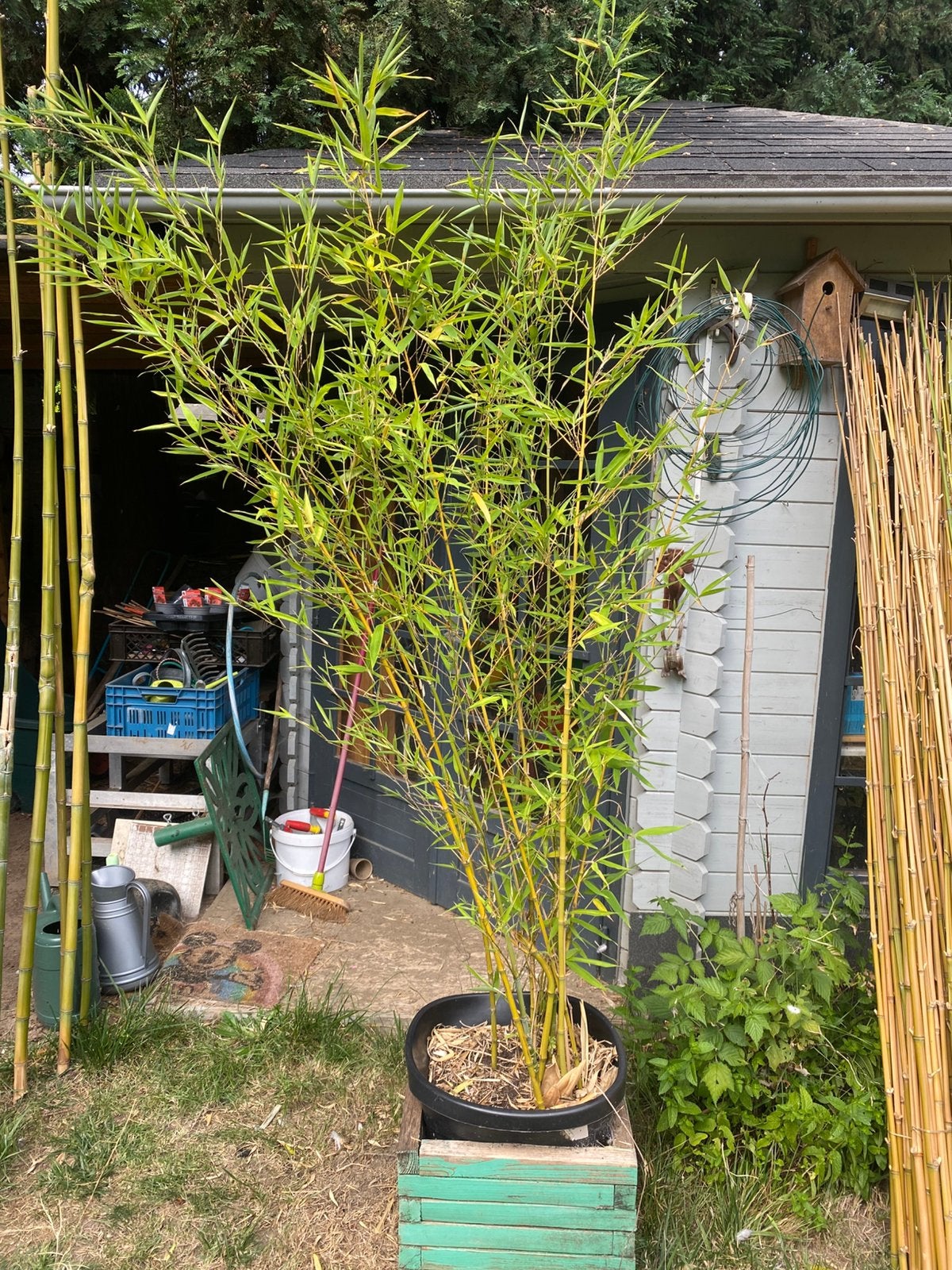 Bamboe, Ophalen, In pot