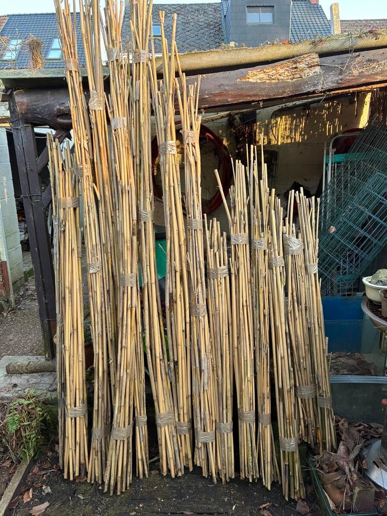 Bamboestokken en mollenplanten, Tuin en Terras, Planten | Tuinplanten, Ophalen, Varens