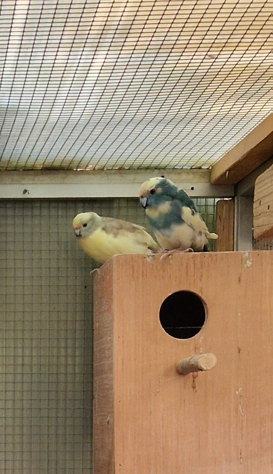 Koppel kakariki's, Dieren en Toebehoren, Geringd