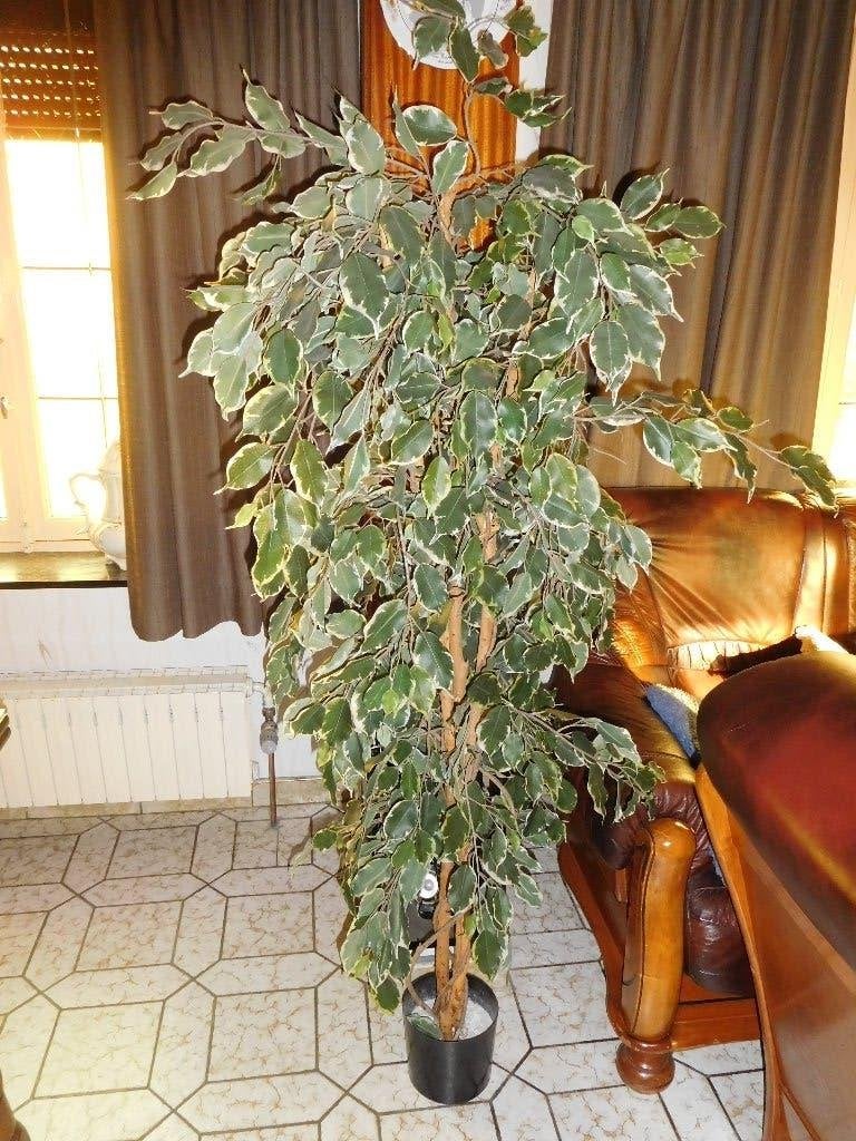 plante ficus, Plante verte, Enlèvement, Ficus, 150 à 200 cm
