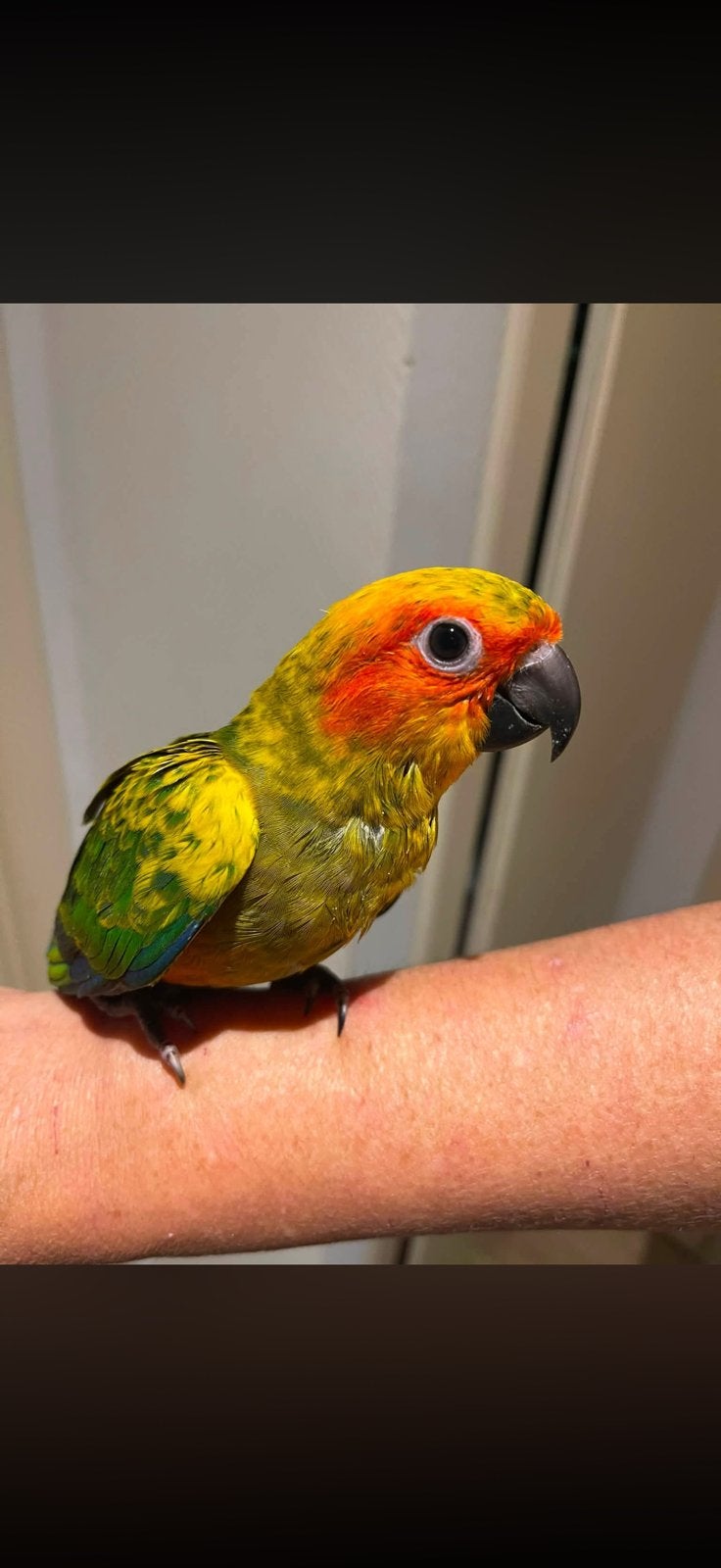 Magnifique Conure soleil, Animaux & Accessoires, Oiseaux | Perruches & Perroquets, Plusieurs animaux, Perroquet, Domestique